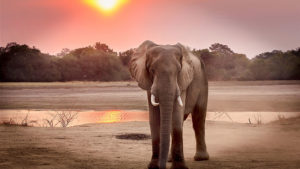 Advice from an Elephant