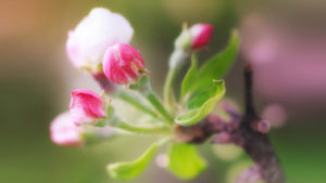 Springtime Easter